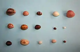 Uma imagem contendo diversas espécies da família Triviidae.