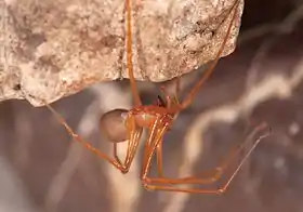 Trogloraptor marchingtoni (fêmea)