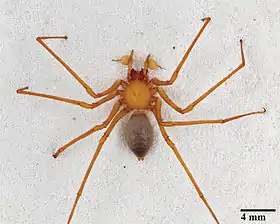 Trogloraptor marchingtoni (macho)