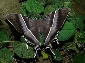 Mariposa Uraniidae da espécie Lyssa zampa.