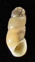 Truncatella subcylindrica