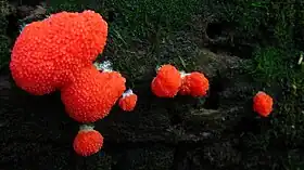 Tubifera ferruginosa (Batsch) J.F. Gmel. 1791