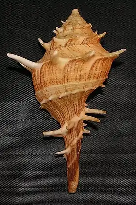 Uma concha de Tudivasum armigerum (A. Adams, 1856), ex Tudicla armigera, espécie da Austrália. Na subfamília Turbinellinae o canal sifonal se apresenta mais destacado do que na subfamília Vasinae, porém há exceções.