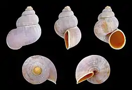 Tudorella sulcata ( Pomatiidae )