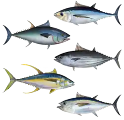 Atuns (do topo): Thunnus alalunga, Thunnus thynnus, Katsuwonus pelamis, Thunnus albacares, Thunnus obesus