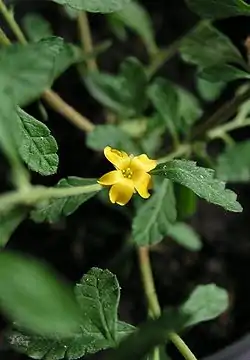 Turnera diffusa (flor).