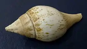 Uma concha de Turbinella laevigata Anton, 1838, encontrada na costa da região nordeste do Brasil, do Amapá ao Espírito Santo, na zona nerítica. Atinge quase 20 centímetros.