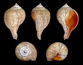 Cinco vistas da concha de Turbinella pyrum (Linnaeus, 1767), encontrada no oceano Índico. Espécimes com espiral sinistrogira, deste molusco, são raras e consideradas sagradas na Índia, pela mitologia hindu. Esta é a espécie-tipo do seu gênero.