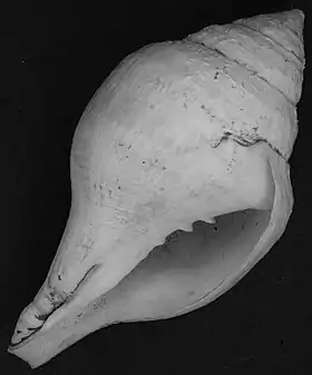 Uma fotografia em preto e branco com a vista inferior da concha de T. pyrum. Espécime coletado em Sri Lanka, da coleção do Museu de História Natural de Leiden.