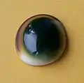 O opérculo de T. petholatus recebe a denominação de cat's eye e apresenta uma estrutura calcária, grossa e polida, com uma superfície abobadada com brilho semelhante ao da porcelana, lustroso, em tons de amarelo, marrom e verde em sua área central e circular.