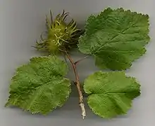 Corylus colurna.