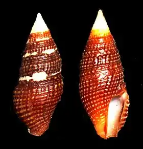 Turridrupa cerithina