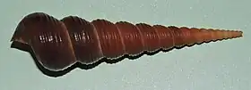 Um espécime de Turritella terebra (Linnaeus, 1758) de coloração castanha; espécie-tipo do gênero Turritella, encontrada no Pacífico.