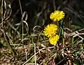 Tussilago farfara(tussilago)