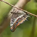 C. jasius, a única espécie de Charaxes da região paleoártica.