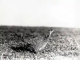 Macho vivo (circa 1909)