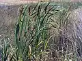Typha domingensis.