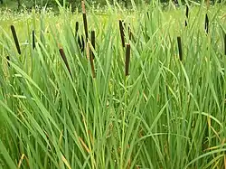 Typha latifolia.