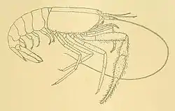 Macho de Typhlocaris galilea (gravura de Calman, 1909).