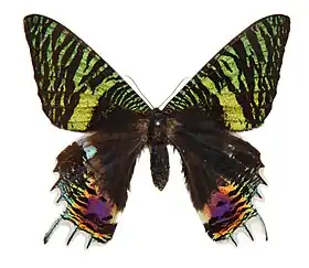 Fotografia de C. croesus, vista superior.