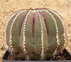 Uebelmannia pectinifera