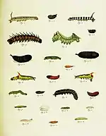 De Uitlandsche kapellen, Suplemento, Prancha XXII, Pieter Cramer & Caspar Stoll