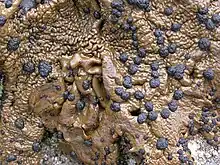 Umbilicaria hyperborea