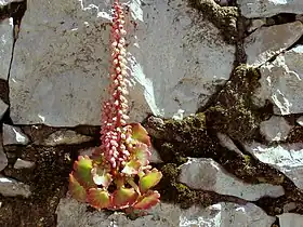 Umbilicus rupestris em flor, na Nazaré, Portugal. A flor pode tomar uma coloração vermelha com a luz do sol.