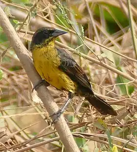 Fêmea de Agelasticus cyanopus