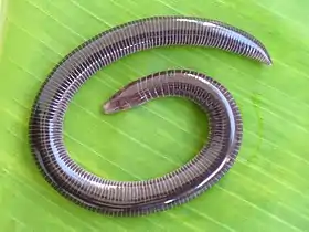 Uraeotyphlus interruptus