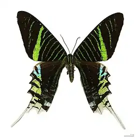 Urania leilus, vista superior.