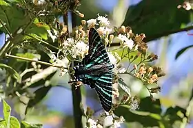 Fotografia de Urania boisduvalii, com as caudas danificadas; porém mostrando sua principal diferença de outras Urania: as faixas em azul-esverdeado nas asas posteriores.