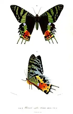 Ilustração de C. rhipheus, em vista superior (acima) e inferior (abaixo), retirada do livro Dictionnaire universel d'histoire naturelle (Plate XIV, 1841-1849), de Charles Dessalines d'Orbigny.
