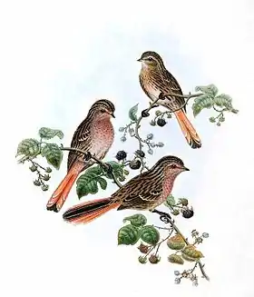 Urocynchramus pylzowi