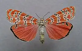 U. ornatrix, vista superior.