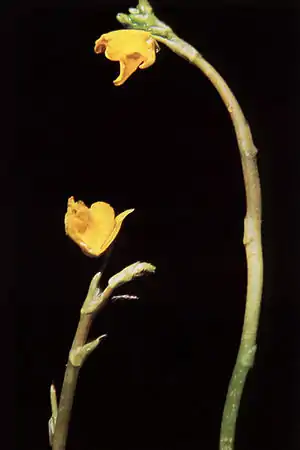 Utricularia minor
