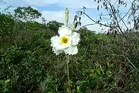 Macrosiphonia velame