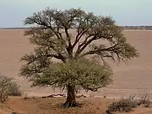 Vachellia erioloba, deserto de Kalahari