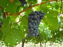 Parreiral plantado em Lagoa Grande