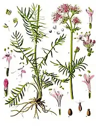 Ilustração do Sec. XIX da Valeriana officinalis