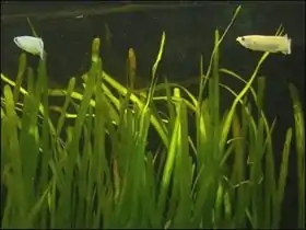 Vallisneria spiralis