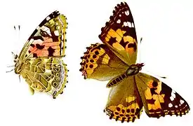 Vanessa cardui