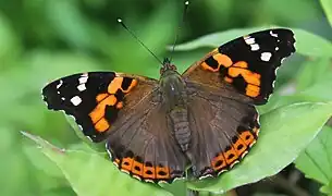 Vanessa indica