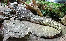 Varano-do-nilo (Varanus niloticus ornatus)