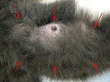 Close-up photo of the underside of a female Black-and-white Ruffed Lemur, with six red arrows pointing to each of the mammary glands, some obscured by dense fur