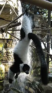 Black-and-white Ruffed Lemur hanging by its feet from a rope, holding some leaves in its hands while looking at the camera