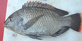 Um Oreochromis variabilis macho, pescado na ilha de Makobe, no Lago Vitória, em 2016