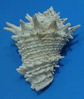 Vista superior da concha de Vasum cassiforme (Kiener, 1840). Espécie endêmica do Brasil.