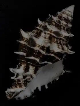 Vista inferior de uma concha do molusco Turbinellidae Vasum ceramicum (Linnaeus, 1758), a espécie-tipo do gênero Vasum, coletada nas ilhas Molucas. Espécime da coleção do Museu de História Natural de Leiden. Espécie distribuída por todo o Indo-Pacífico e a maior de seu gênero, ultrapassando os 10 centímetros de comprimento.