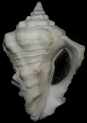 Vista inferior da concha de Vasum muricatum (Born, 1778), encontrada na Flórida e Caribe. Espécime da Venezuela, com opérculo.